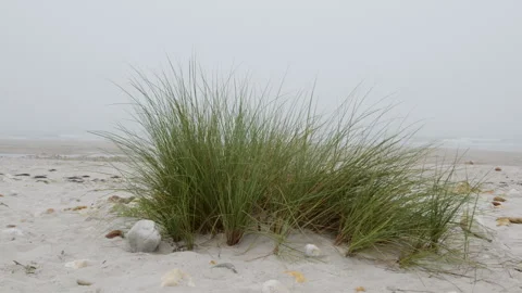 Wind blowing beach grass on overcast day Stock Footage 300648353