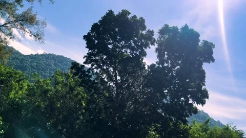 Wind blowing big tree, treetop and electric lines with sunlight on blue sky Stock Footage 313138833