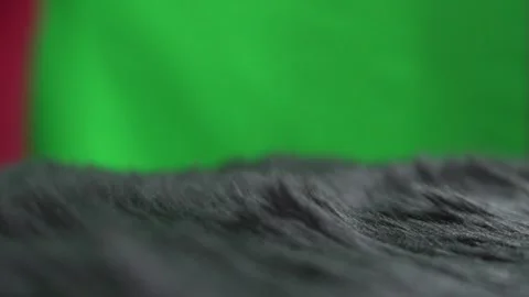 Wind blowing on black carpet texture close up view with blurred green screen Video stock 251512151