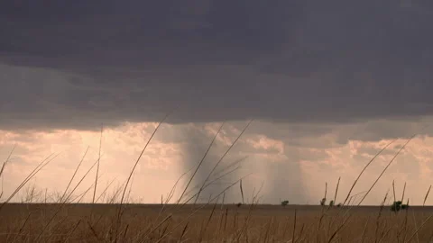 Wind blowing blades of grass while panning view of rain storm in the distance Stock Footage