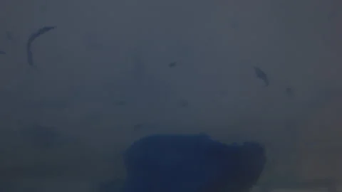 Wind Blowing Blue Feather-Like Material Away Video stock 156531336