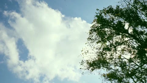 Wind blowing branches 03 Stock Footage 202234531