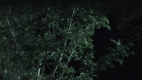 Wind blowing the branches and leaves of a tree at night. Stock Footage 173132750