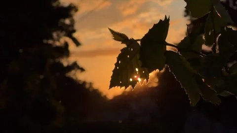 Wind Blowing Branches in Slow Motion Stock Footage 284996709
