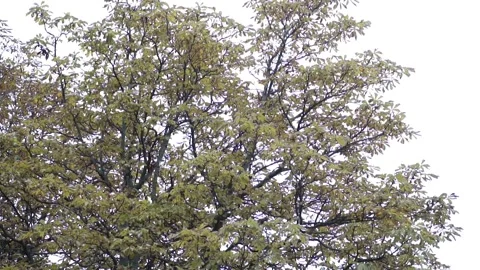 Wind Blowing On Branches Of A Tree With Green Leaves In Paris, France. low Stock Footage 229608168
