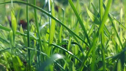 Wind blowing bright green grass Stock Footage 258915348