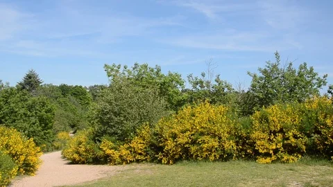 Wind blowing in the brooms Video stock 77849292