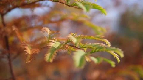 Wind blowing brown colored autumn leaves Stock Footage 168909931