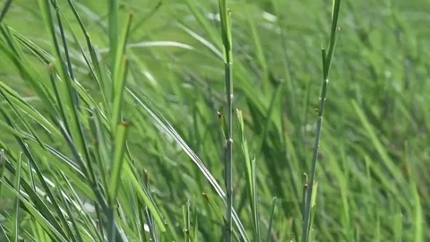 Wind blowing a coarse grass panning back for natures concept Stock Footage 80069147