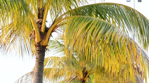 Wind blowing coconut tree leaf 库存影片 22636244