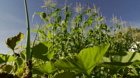 Wind blowing corn with squash in foreground Stock Footage 875120