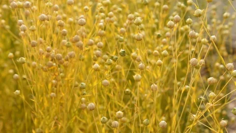 Wind Blowing On crop of Flax Linen (Linum usitatissimum) Plant Video stock 119998401