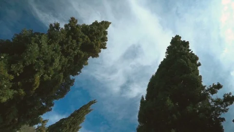 Wind Blowing Cypress Trees Video stock 123644292