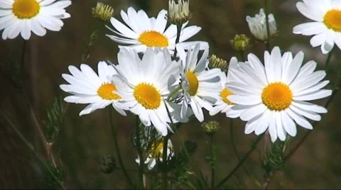 Wind blowing on Daisies HD Video stock 40713156