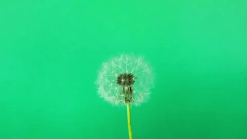 Wind blowing dandelion. Macro shot of dandelion in wind. Dandelion on chroma key Video stock 308204073