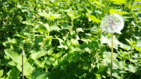 Wind blowing dandelion seeds and scatter everywhere. Stock Footage 132990889