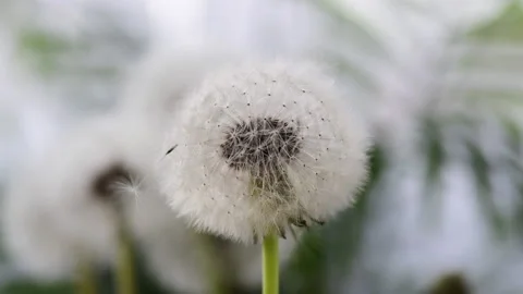 Wind blowing dandelion seeds. Stock Footage 188782950