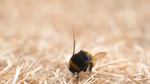 Wind blowing on dead bumblebee Vídeos de archivo 92167776