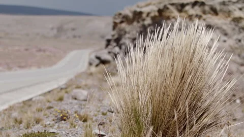 Wind blowing Dried bush next to desolate road slow motion highland dried traffic Stock Footage 274327028