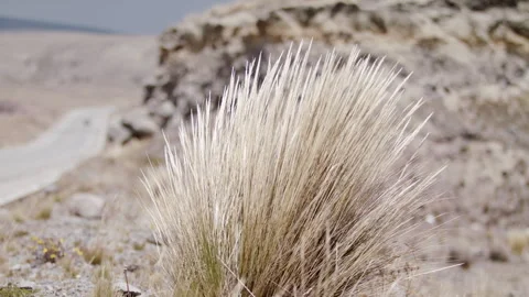 Wind blowing Dried bush next to desolate road slow motion highland dried traffic Stock Footage 274327765
