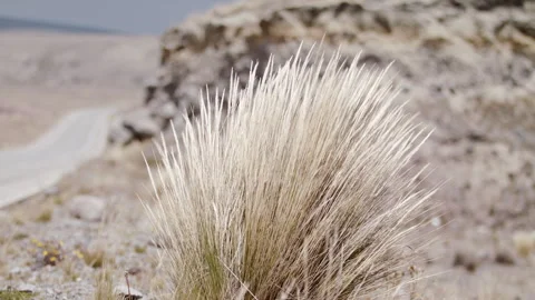 Wind blowing Dried bush next to desolate road slow motion highland dried traffic Stock Footage 274327798