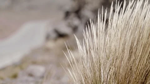 Wind blowing Dried bush next to desolate road slow motion highland dried traffic Stock Footage 274327801