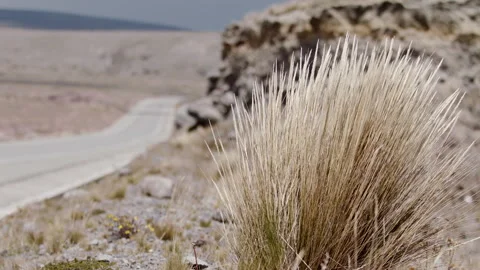 Wind blowing Dried bush next to desolate road slow motion highland dried traffic Stock Footage 274327802