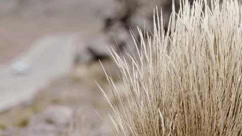 Wind blowing Dried bush next to desolate road slow motion highland dried traffic Stock Footage 274328275