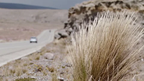 Wind blowing Dried bush next to desolate road slow motion highland dried traffic Stock Footage 274350779