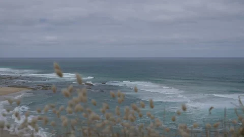 Wind Blowing on Dry Grass on Beach of South Coast, Australia 4K Stock Footage 131419651