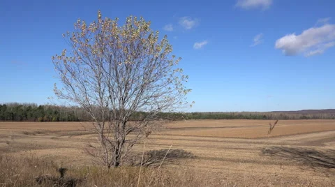Wind blowing dry leaves Stock Footage 43260459