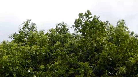 Wind blowing the elderflower tree Stock Footage 89577775