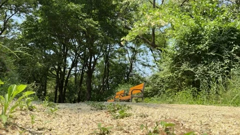 Wind Blowing Fallen Yellow Petals Around Empty Orange Park Benches Stock Footage 338301281
