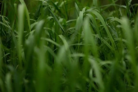 Wind blowing feather grass, green background. Stock Photos