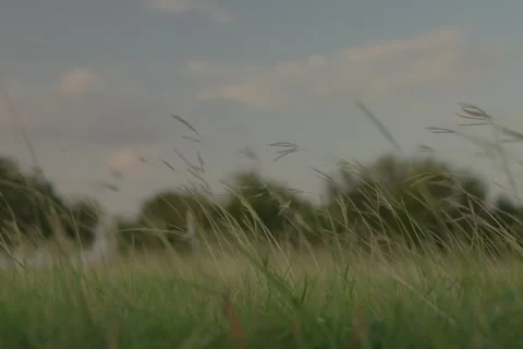 Wind Blowing FF Stock Footage 278433260
