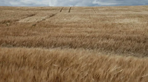 Wind blowing on a field of barley Video stock 42851776