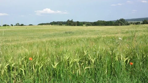 Wind Blowing On A Field 库存影片 128844740