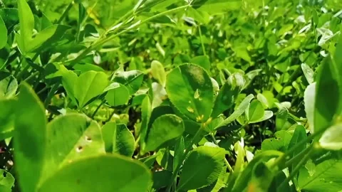 The wind is blowing in the field Stock Footage 171254382