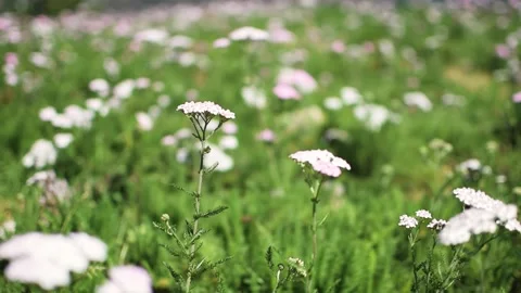 Wind blowing on a flower field Stock Footage 131358262