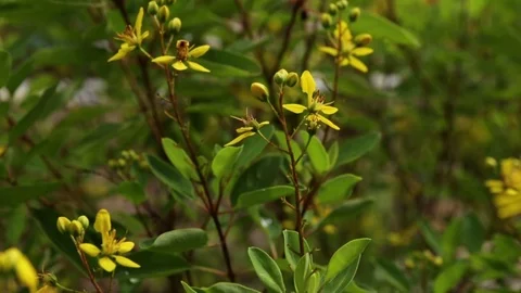 Wind Blowing Flower Gently Video stock 90405778