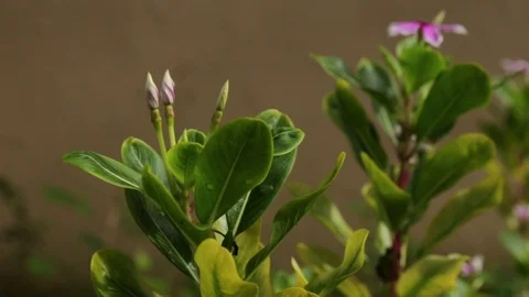 Wind Blowing Flower Gently Video stock 90405793