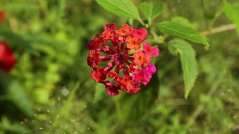 Wind Blowing Flower Gently Video stock 90405800