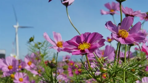 Wind blowing flowers Video stock 93884623