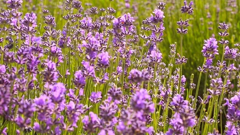 Wind blowing flowers lavender. Bee fly and sitting on lavender flower. Violet la Stock Footage 128952171