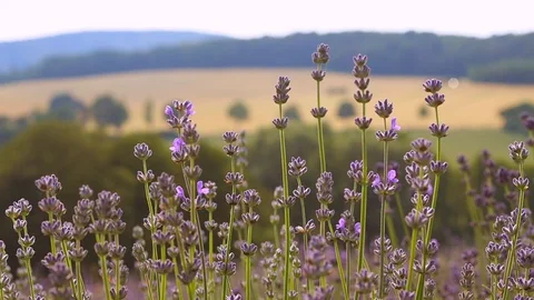 Wind blowing flowers lavender. Bee fly and sitting on lavender flower. Violet la Stock Footage 128952179