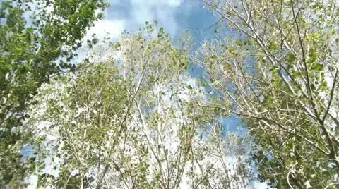 Wind is Blowing 스톡 동영상 12615337