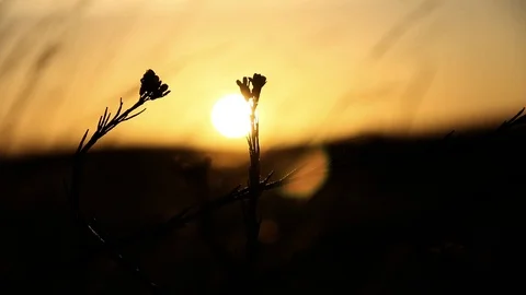 Wind blowing fox tails in the sunset Stock Footage 99326691
