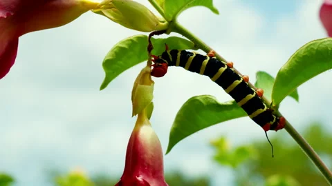 WIND BLOWING FRANGIPANI CATERLILLAR ON STEM WHILE EATING IN ST.LUCIA 4K Stock Footage 341006943
