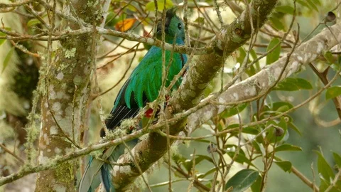 Wind blowing gently in tree where Resplendent Quetzal is perched - 24fps 1080p Stock Footage 104130529