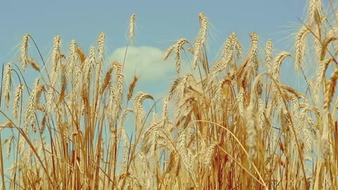 Wind blowing golden spikelets of wheat ont he blue sky background in field on Stock Footage 158257667